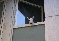 chien